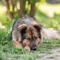Миша 6 лет. Солнечногорск М.О.