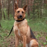 Ерёма, 5 лет. Ногинск М.О.