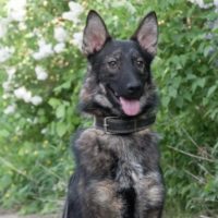 Курт, 1 год. Владимирская область.