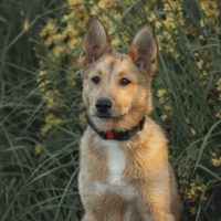 Бублик, 7 месяцев. Наро-Фоминский р-н М.О.