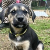 Филя, 3 месяца. Дмитровский р-он М.О.